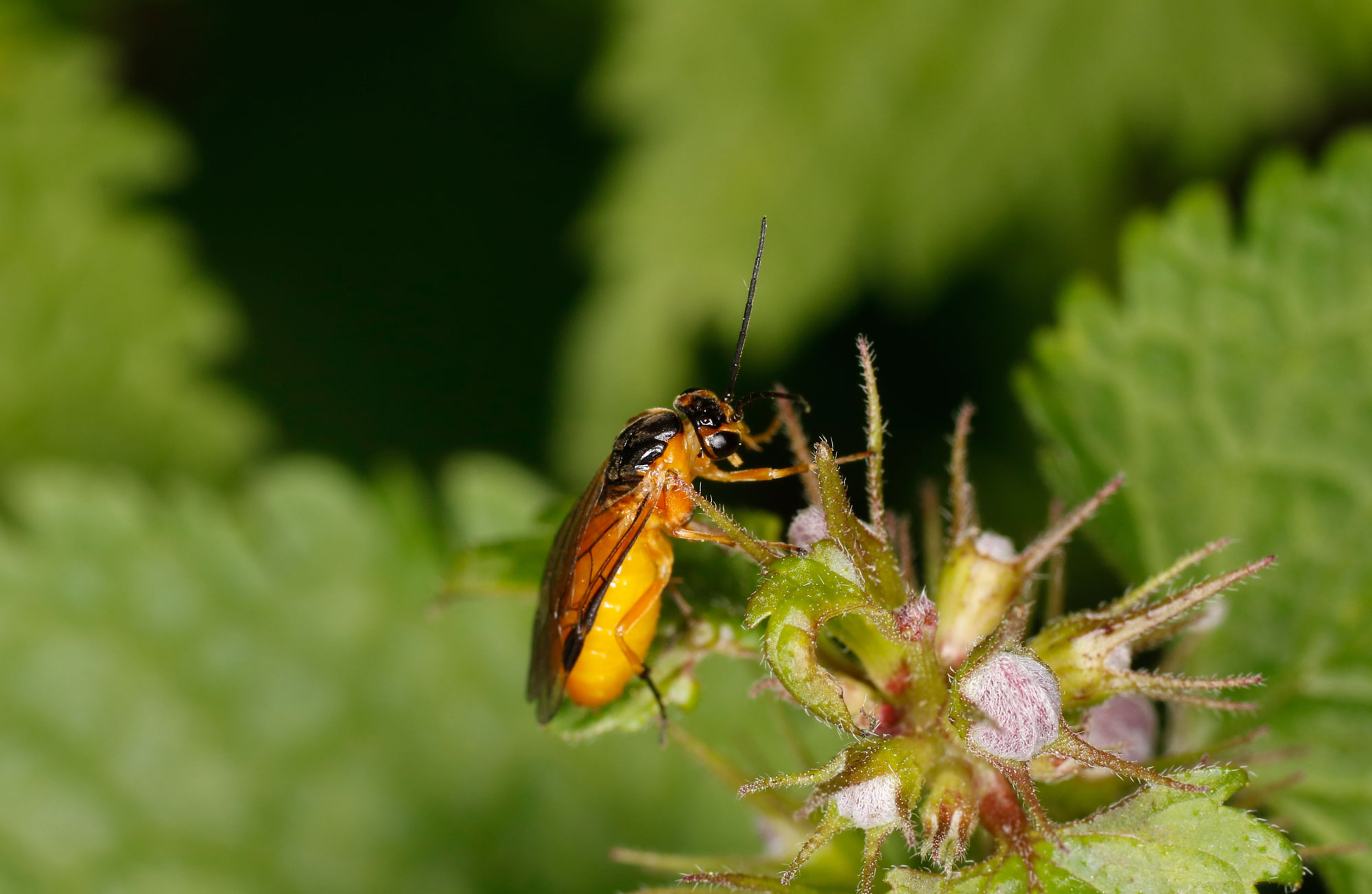 Tenthredinidae Nematinae da ID: forse Pteronidea sp.